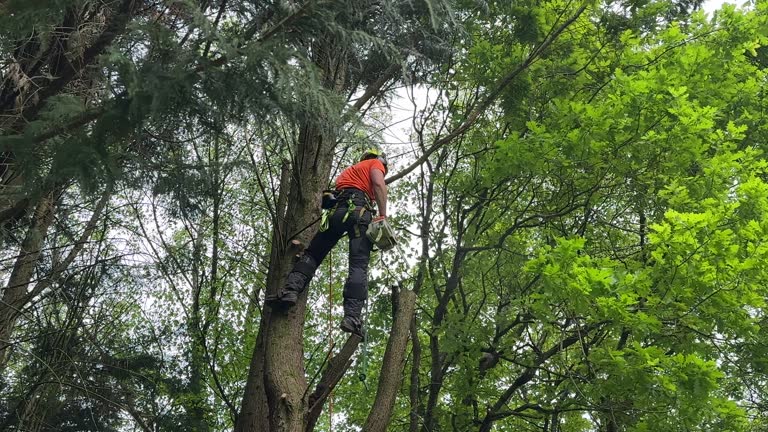 How Our Tree Care Process Works  in Carrier Mills, IL